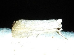 Catabena lineolata