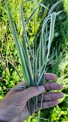 Phalaris arundinacea picta