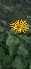 Doronicum caucasicum