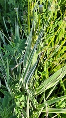 Phalaris arundinacea picta