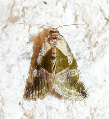 Maliattha synochitis