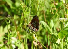 Melitaea varia