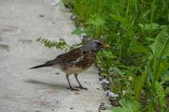 Turdus pilaris