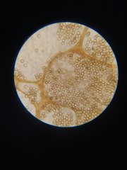 Cribraria macrocarpa