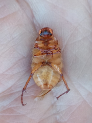 Amphimallon assimile