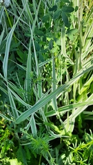 Phalaris arundinacea picta