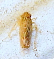 Graminella sonora