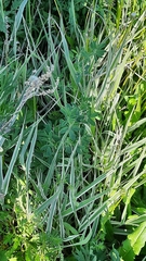 Phalaris arundinacea picta