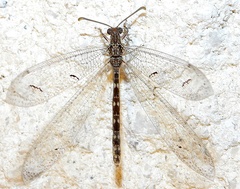 Euptilon ornatum