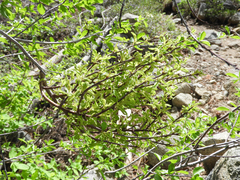 Taphrina flectens