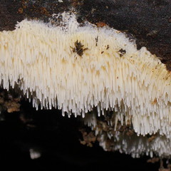 Dentipellicula leptodon