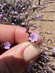 Limonium duriusculum