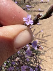 Limonium duriusculum