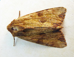 Apamea sublustris