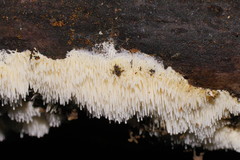 Dentipellicula leptodon