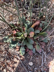 Limonium duriusculum