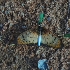 Acraea caecilia