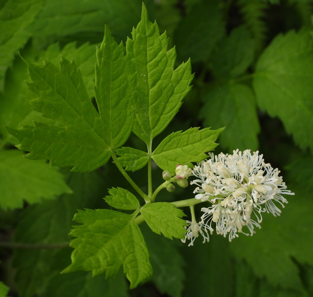 Baneberry (Actaea spicata)