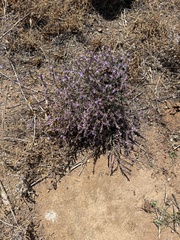 Limonium duriusculum