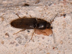 Conoderus falli