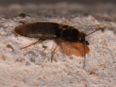 Conoderus falli