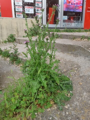 Carduus tenuiflorus