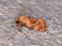 Cochylis bucera