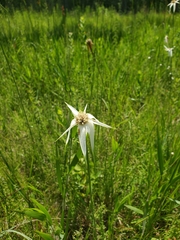 Rhynchospora latifolia