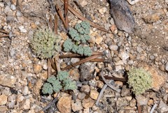 Oreonana clementis