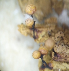 Cribraria macrocarpa