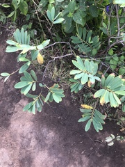 Euphorbia celastroides