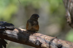 Pipilo maculatus socorroensis