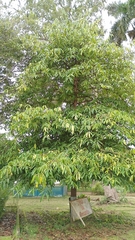 Calophyllum calaba