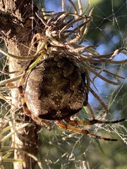 Araneus bicentenarius