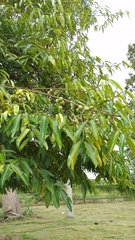Calophyllum calaba