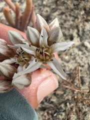 Dudleya viscida