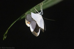 Opisthoxia amabilis