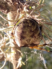 Araneus bicentenarius