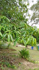 Calophyllum calaba