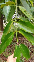 Calophyllum calaba