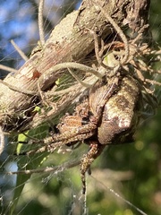 Araneus bicentenarius