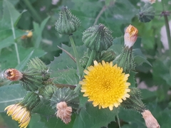 Sonchus oleraceus