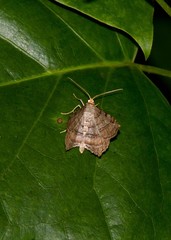 Macaria multilineata