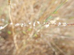 Polygonum equisetiforme