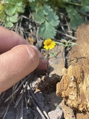 Erythranthe discolor