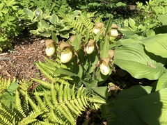 Cypripedium