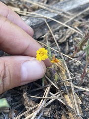 Erythranthe discolor