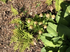 Cypripedium