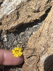 Erythranthe discolor