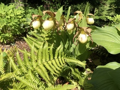 Cypripedium